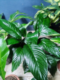 Spathiphyllum gigante (Cuna de Moisés grande)