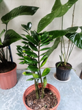 ZZ Plant – Zamioculcas zamiifolia