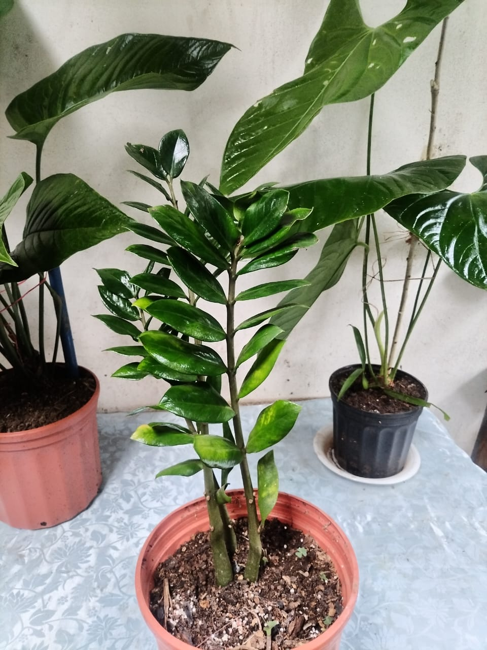ZZ Plant – Zamioculcas zamiifolia
