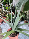Aloe Vera (Aloe barbadensis miller)