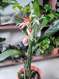 Orquídea Bletilla en Flor