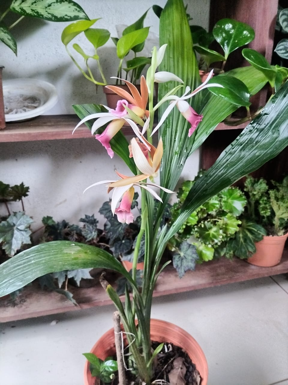 Orquídea Bletilla en Flor