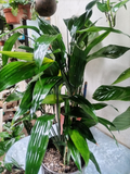 Aspidistra – Planta de Hierro (Aspidistra elatior)