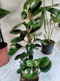 Peperomia Obtusifolia – Planta de Hoja Redonda con Tutor