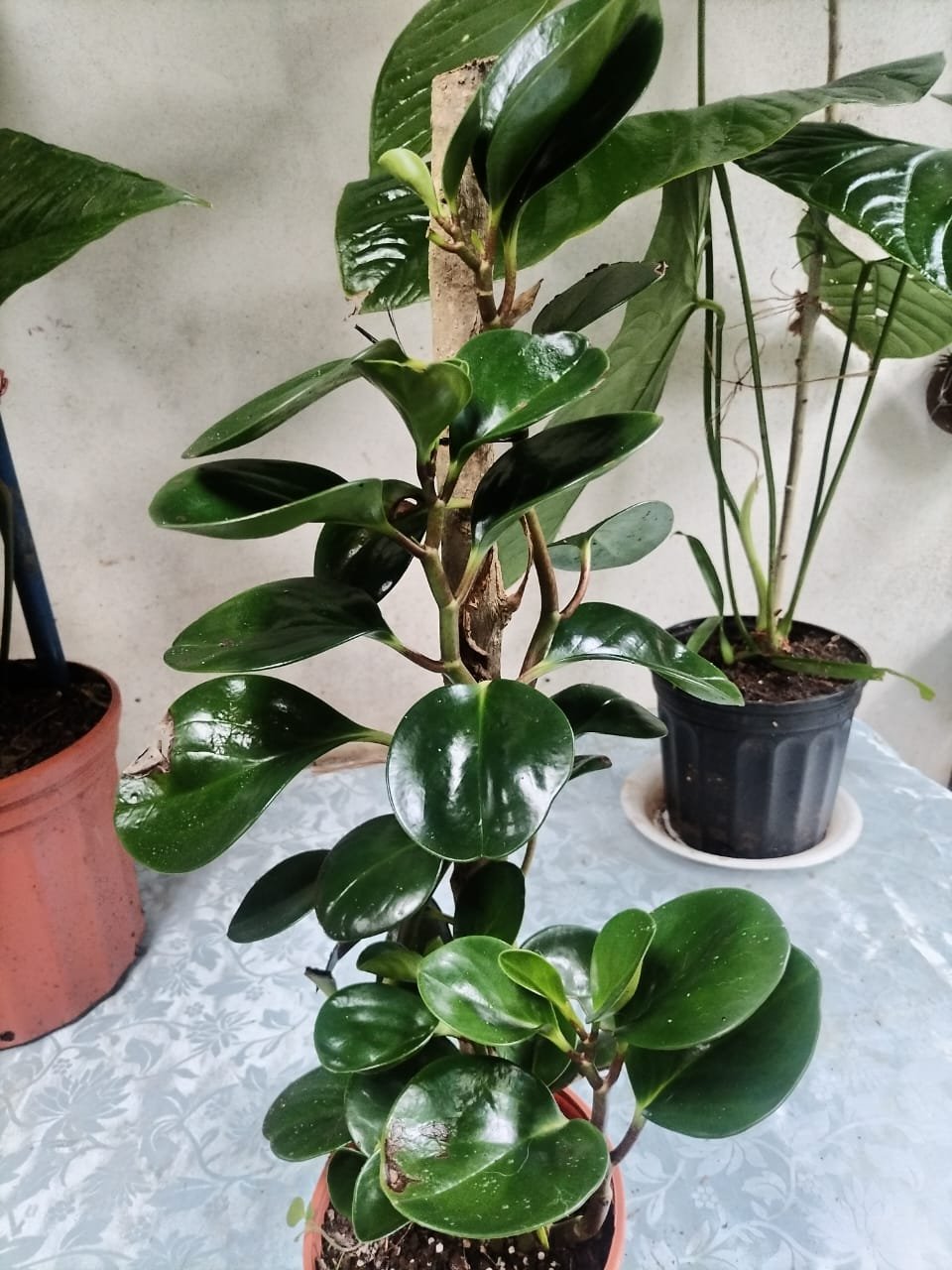 Peperomia Obtusifolia – Planta de Hoja Redonda con Tutor