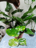 Pothos Dorado – Epipremnum aureum