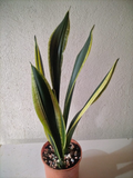 Sansevieria Trifasciata (Lengua de Suegra)
