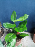 Ficus elastica (Árbol del Caucho)