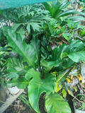 Tabacón Ornamental Grande – Crecimiento Rápido