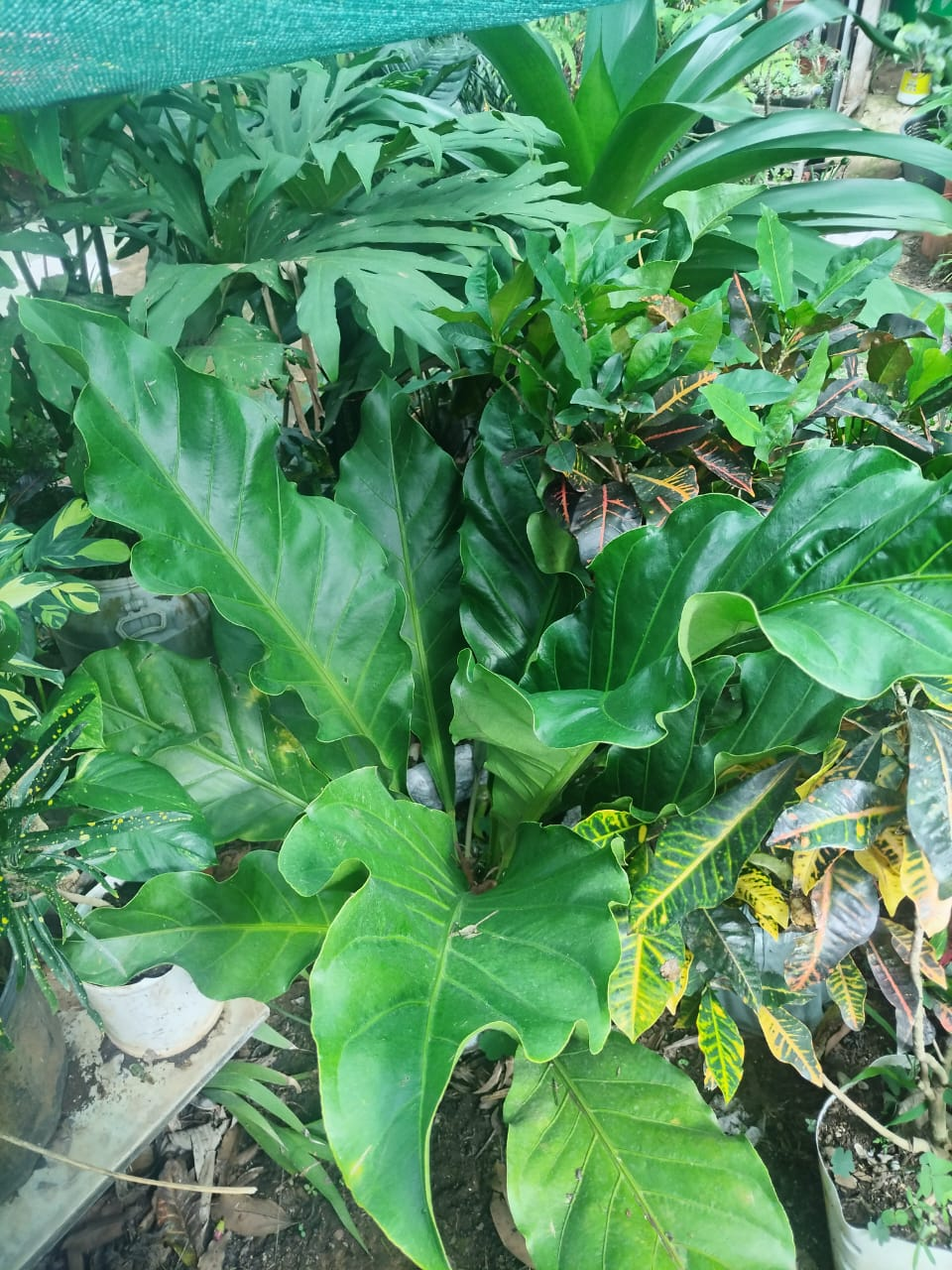 Tabacón Ornamental Grande – Crecimiento Rápido