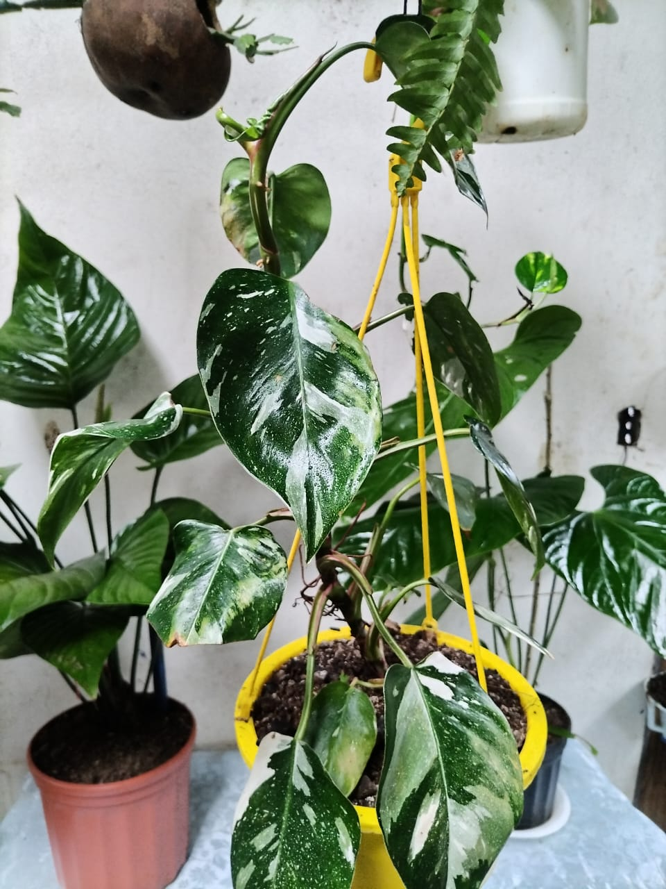 Philodendron Variegado – Maceta Colgante