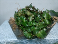 Begonia
