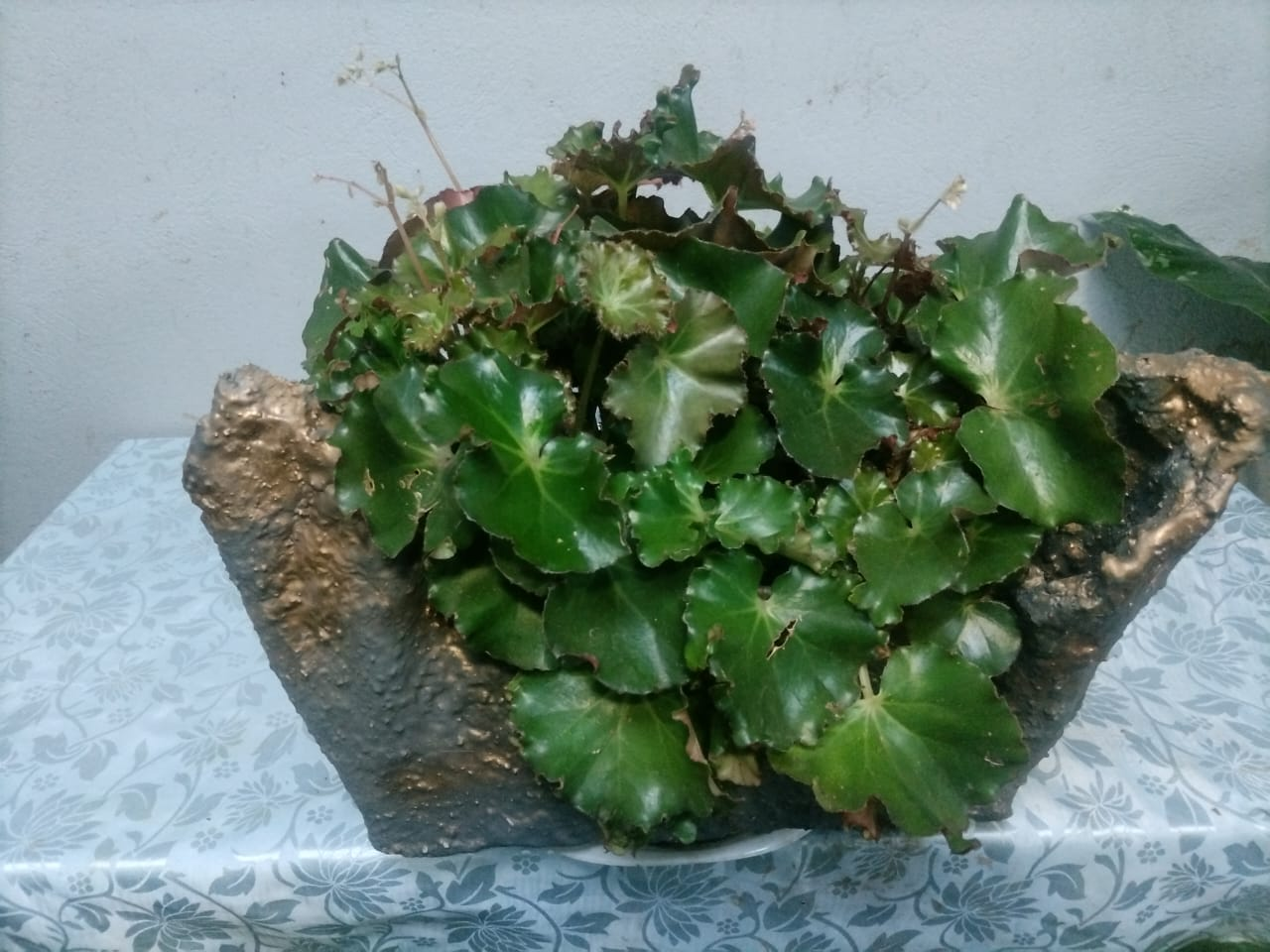 Begonia